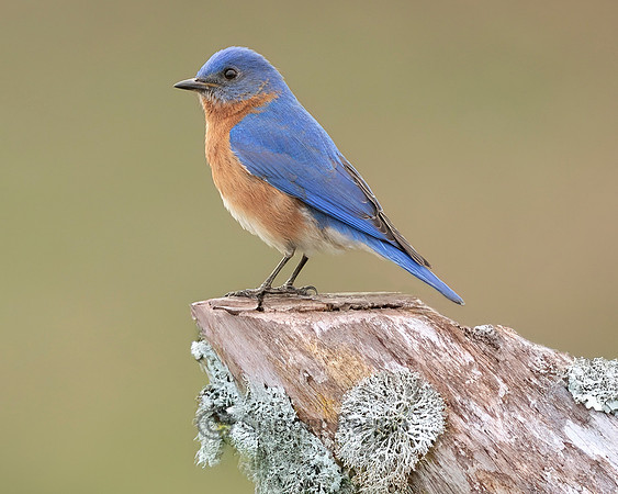 Eastern Bluebird - Male