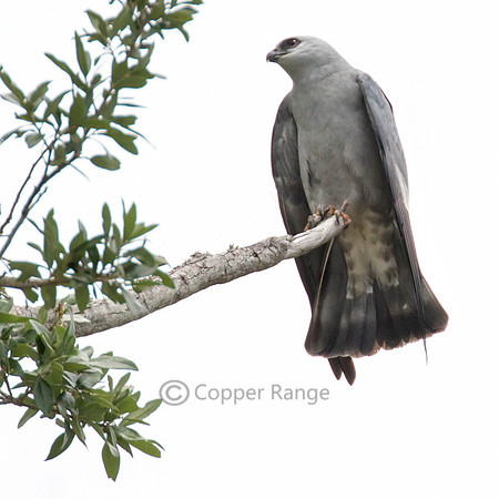 Mississippi Kite