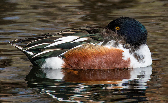 Northern Shoveler