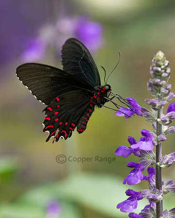 Cattleheart Butterfly