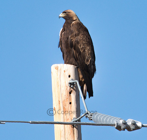 Golden Eagle