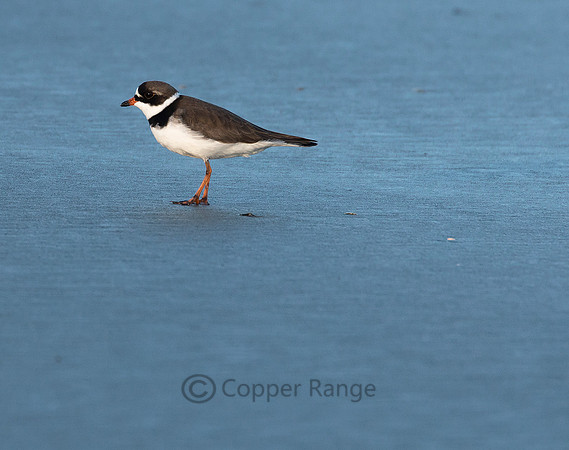 Semi-palmated Plover