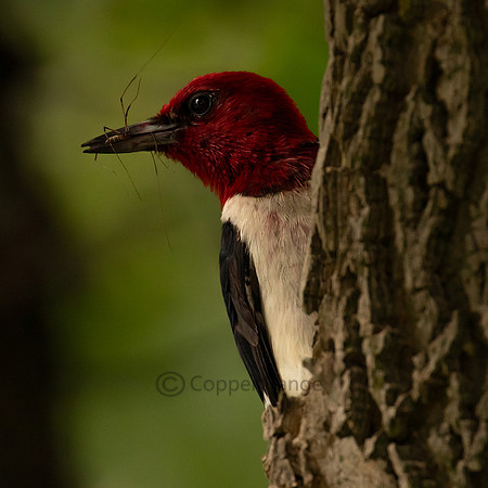 Red-headed Woodpecker