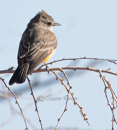 Vermillion Flycatcher - Female