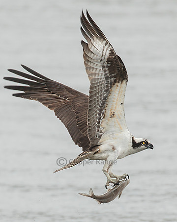 Osprey
