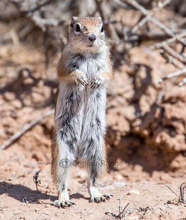 Antelope Squirrel