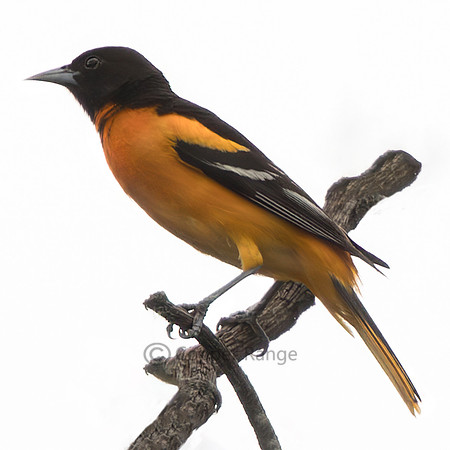 Male Baltimore Oriole