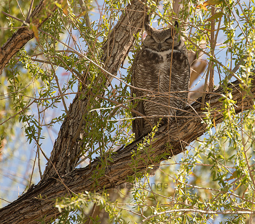 Great Horned Owl