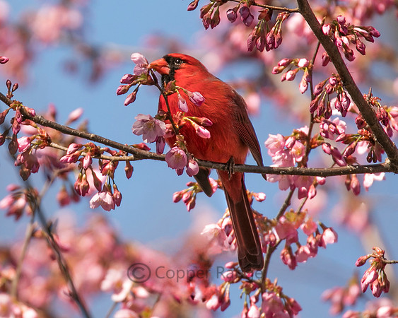 North American Cardinal - Male