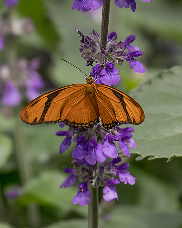 Julia Heliconian Butterfly
